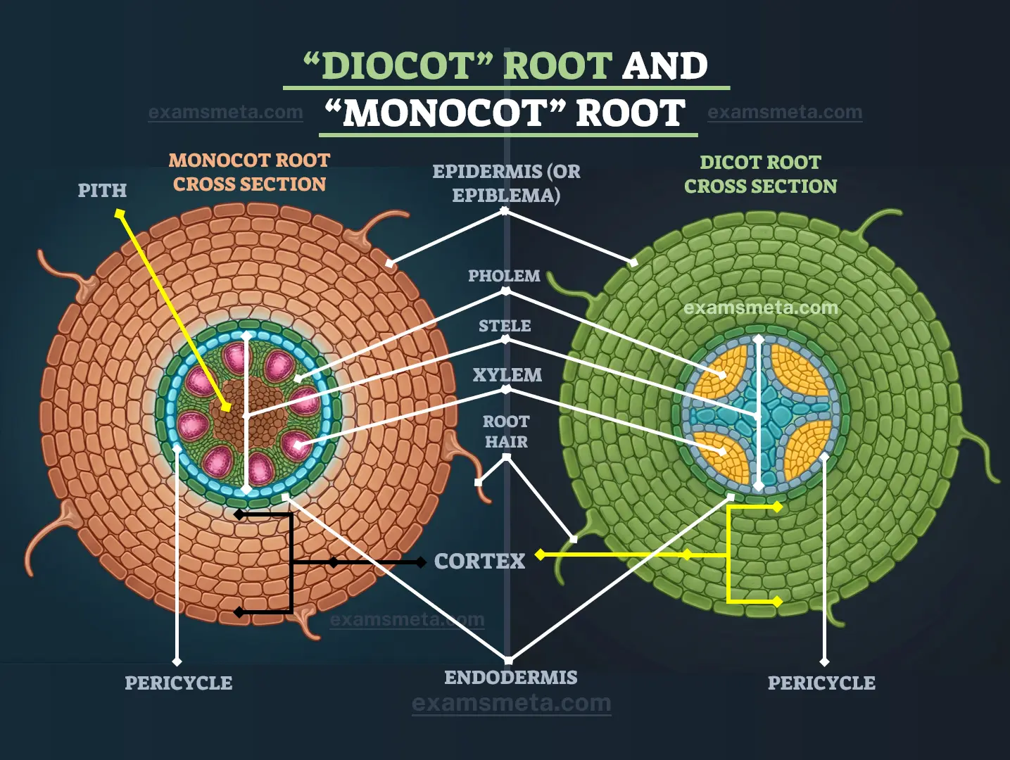 Monocot and Dicot Roots