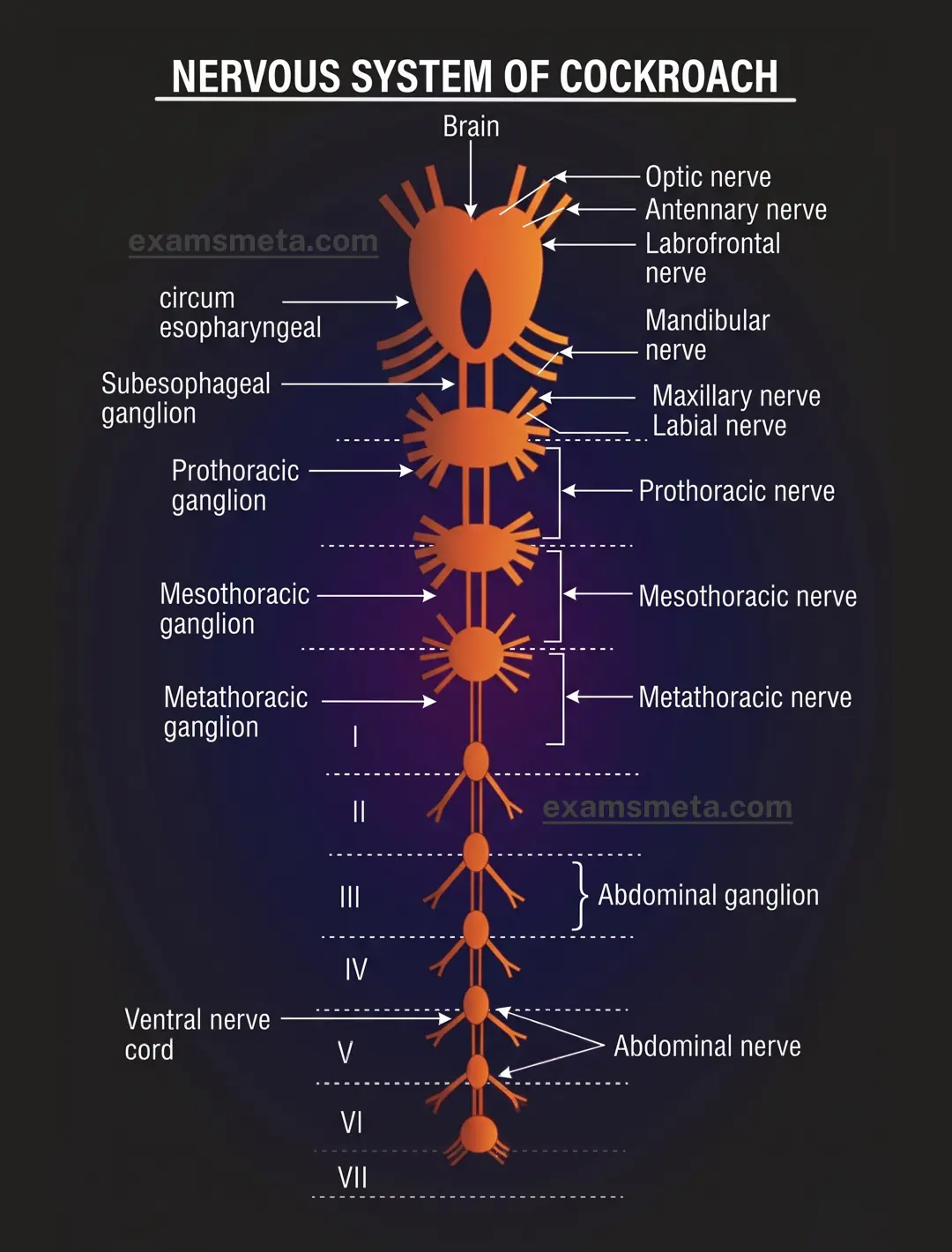 The Cockroach’s Nervous System Nervous System of a Cockroach