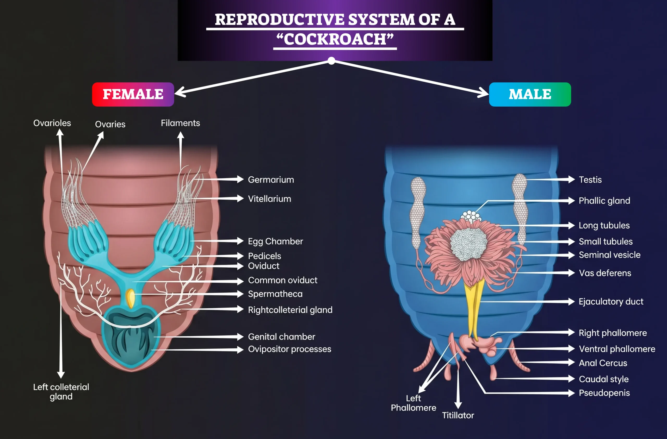 The Reproductive System of a Cockroach Reproductive System of a Cockroach