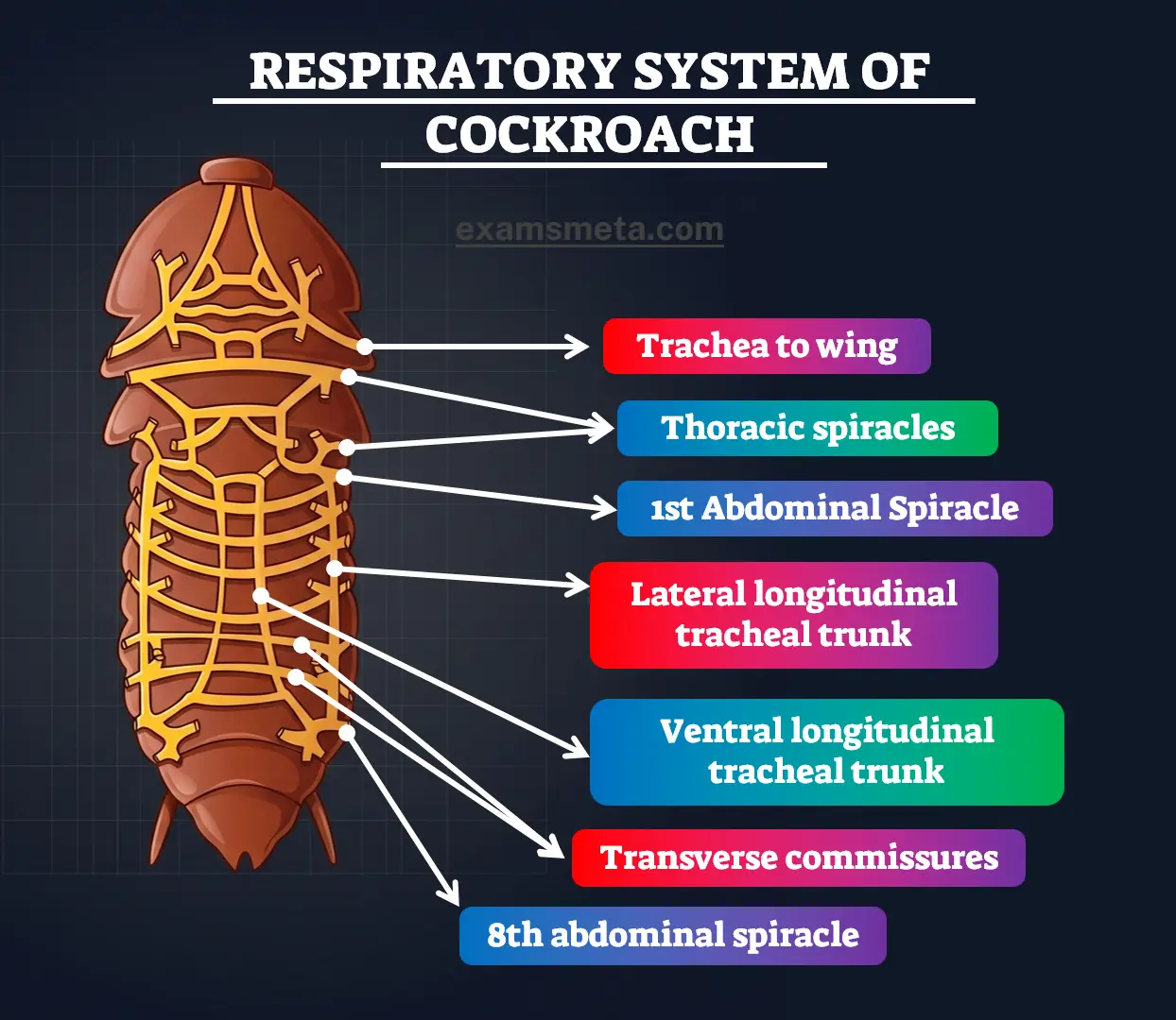 Respiratory System of Cockroach Respiratory System of Cockroach