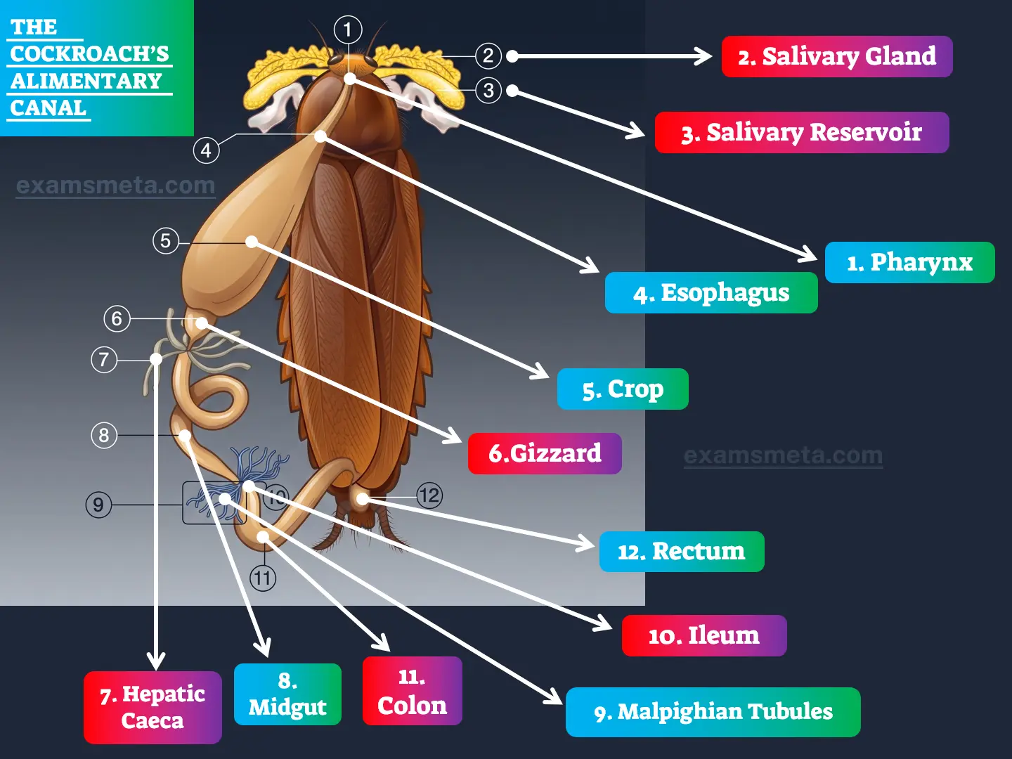 The Cockroach’s Alimentary Canal