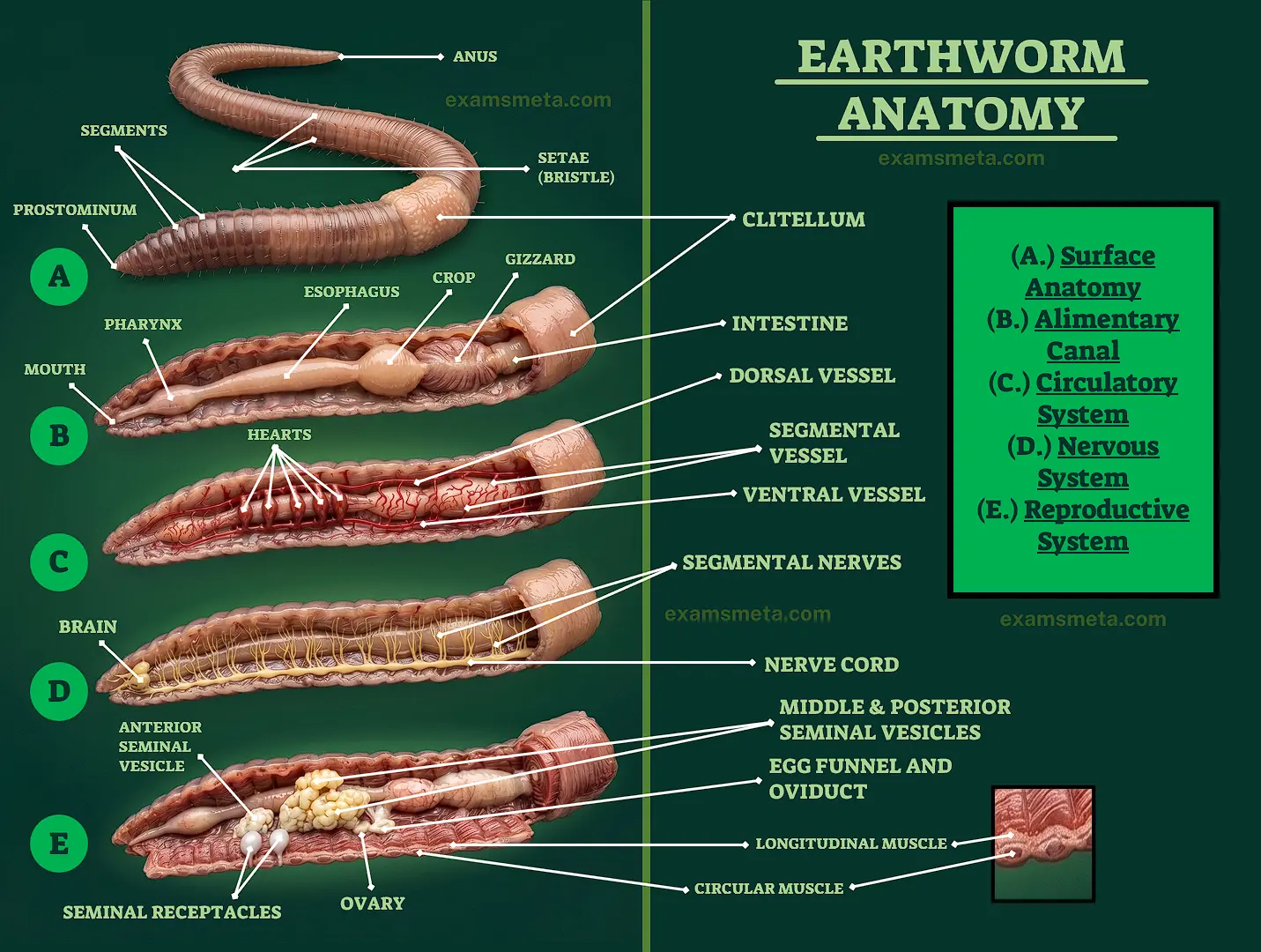 Anatomy of the Earthworm