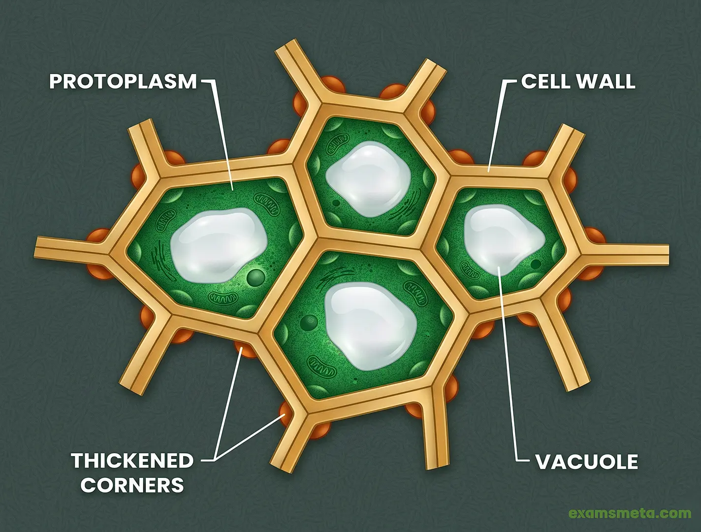 Structural Representation of Protoplasm, Cell Wall, Vacuole, etc. of a Plant Cell.