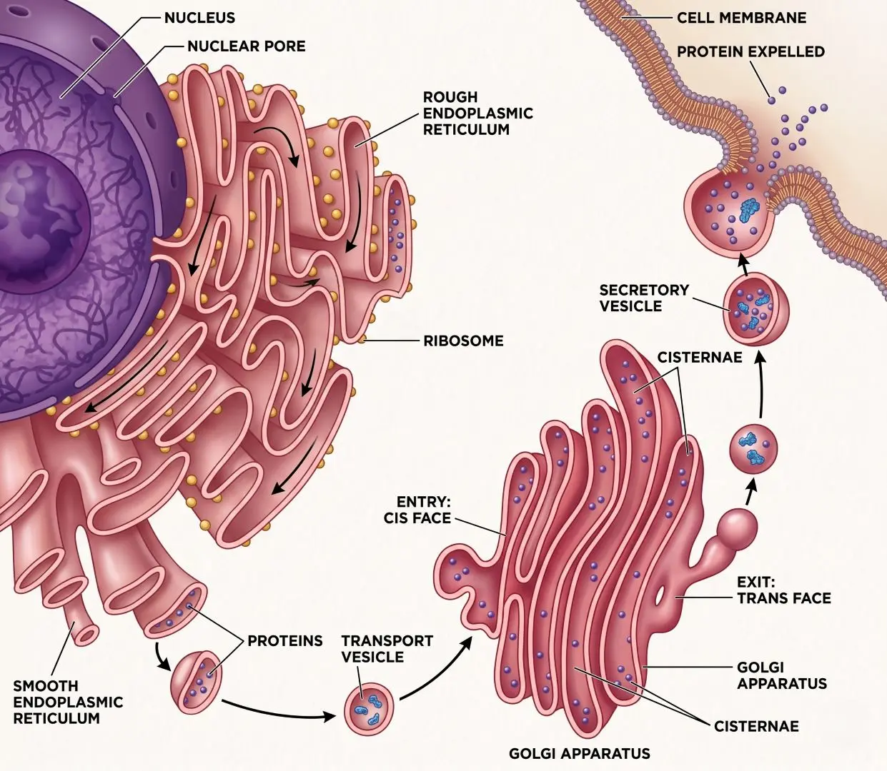 Endomembrane System of a Cell Endomembrane System