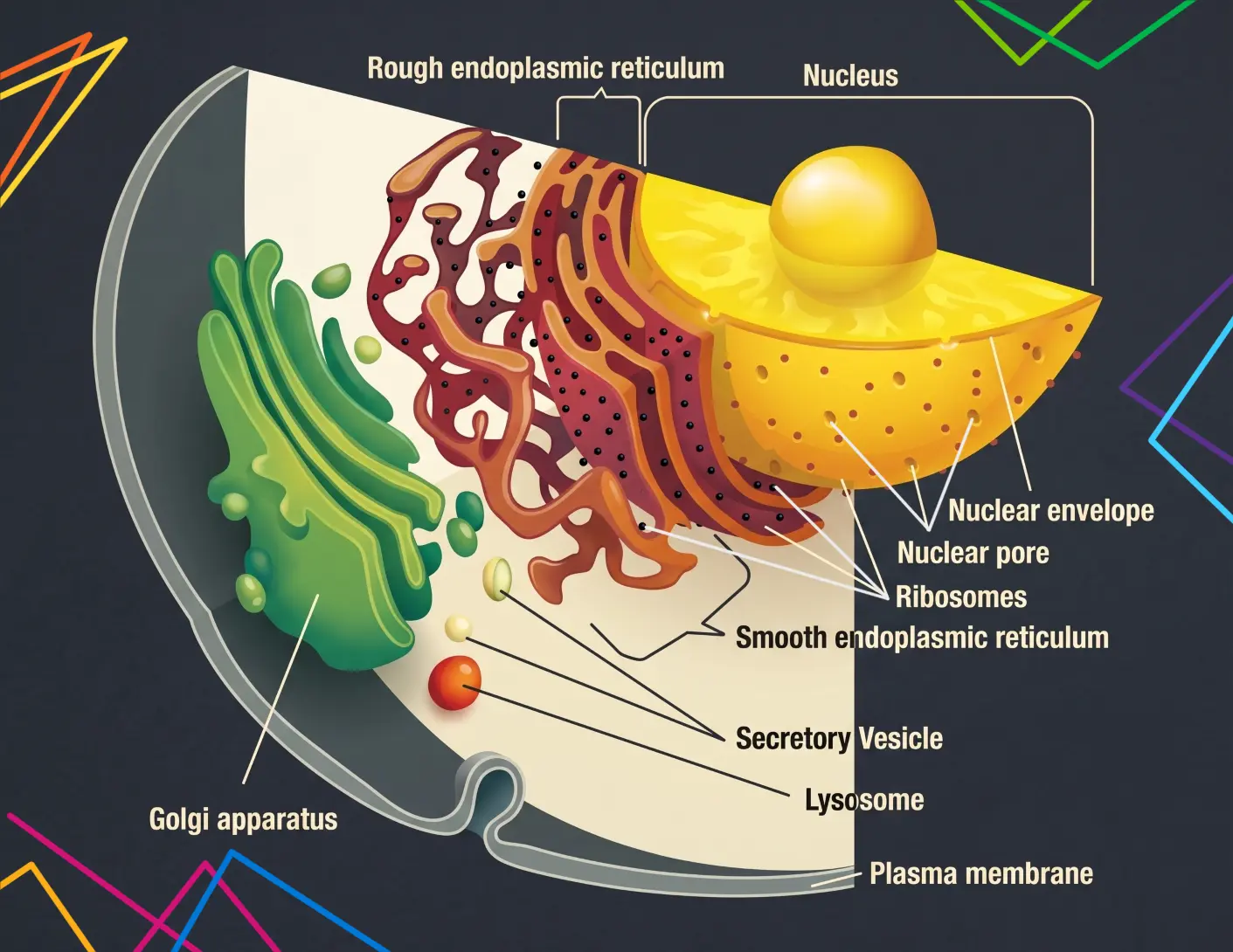 Endomembrane System of a Cell