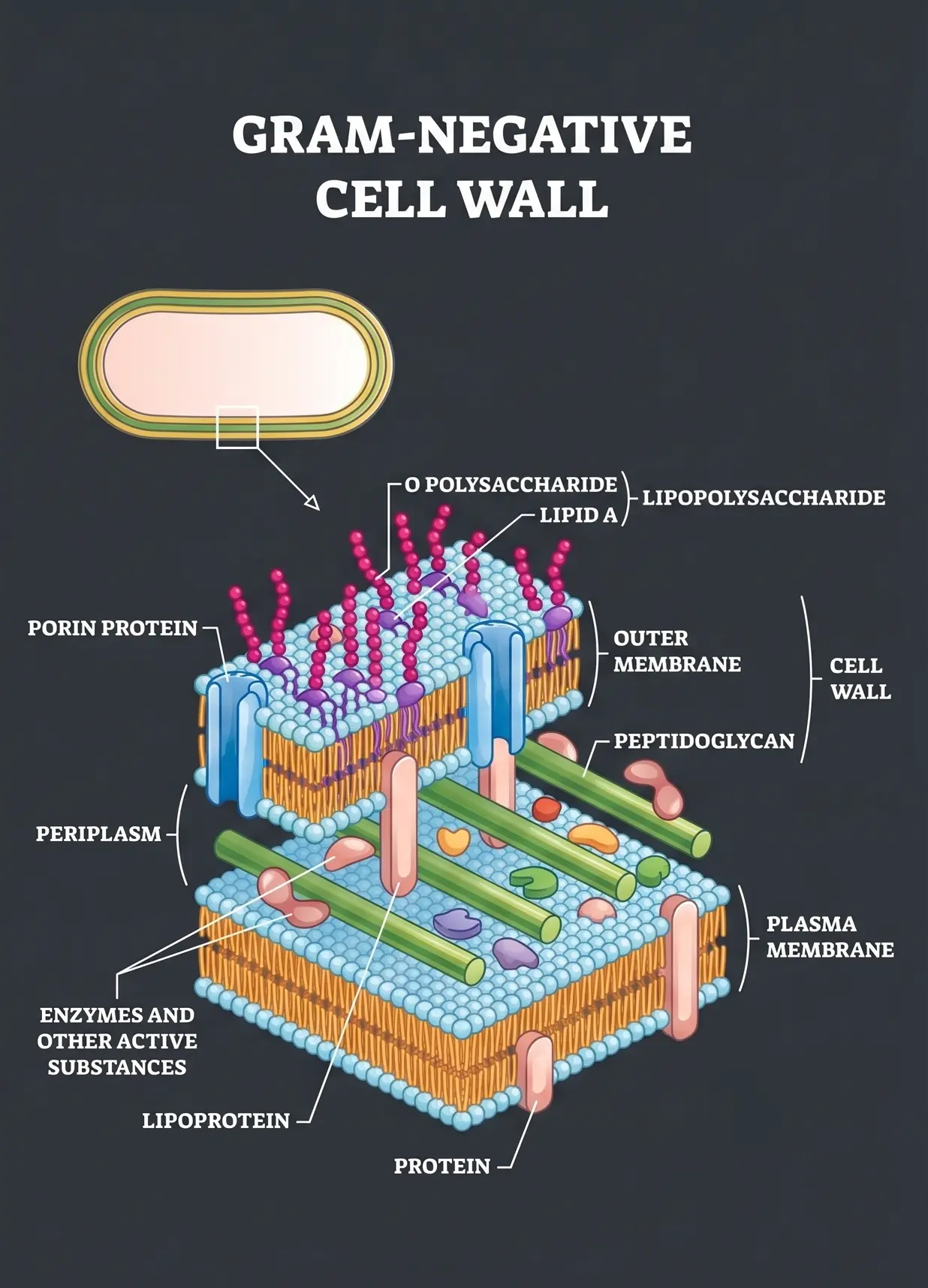 Gram-Negative Cell Walls Outline Diagram Gram-Negative Cell Walls Outline Diagram