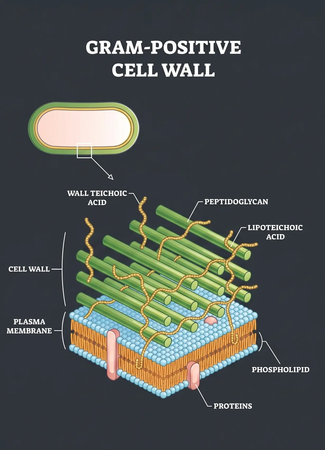 Gram-Positive Cell Walls Outline Diagram Gram-Positive Cell Walls Outline Diagram