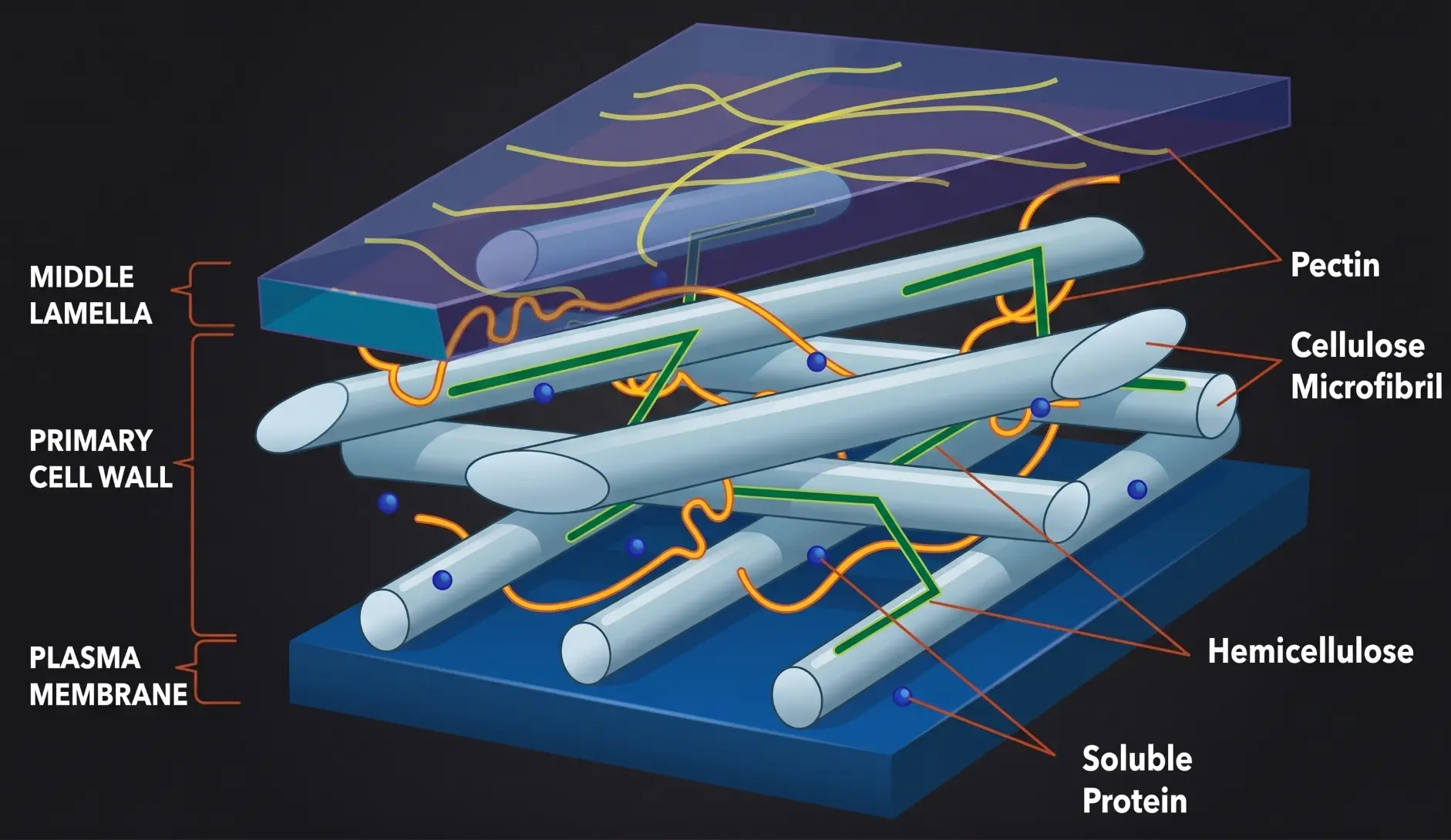Layers of the Plant Cell Wall
