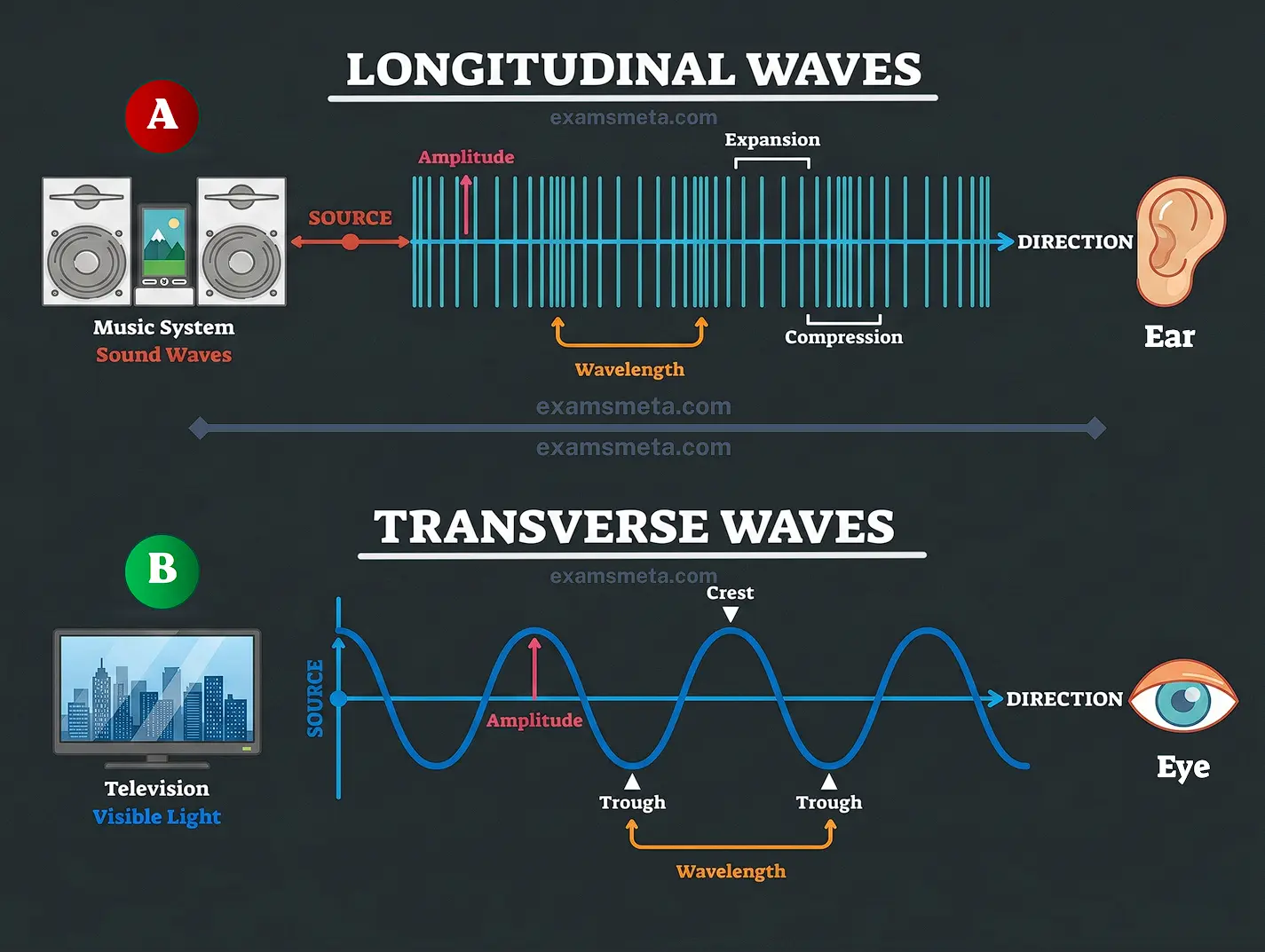 Longitudinal and Transverse Waves