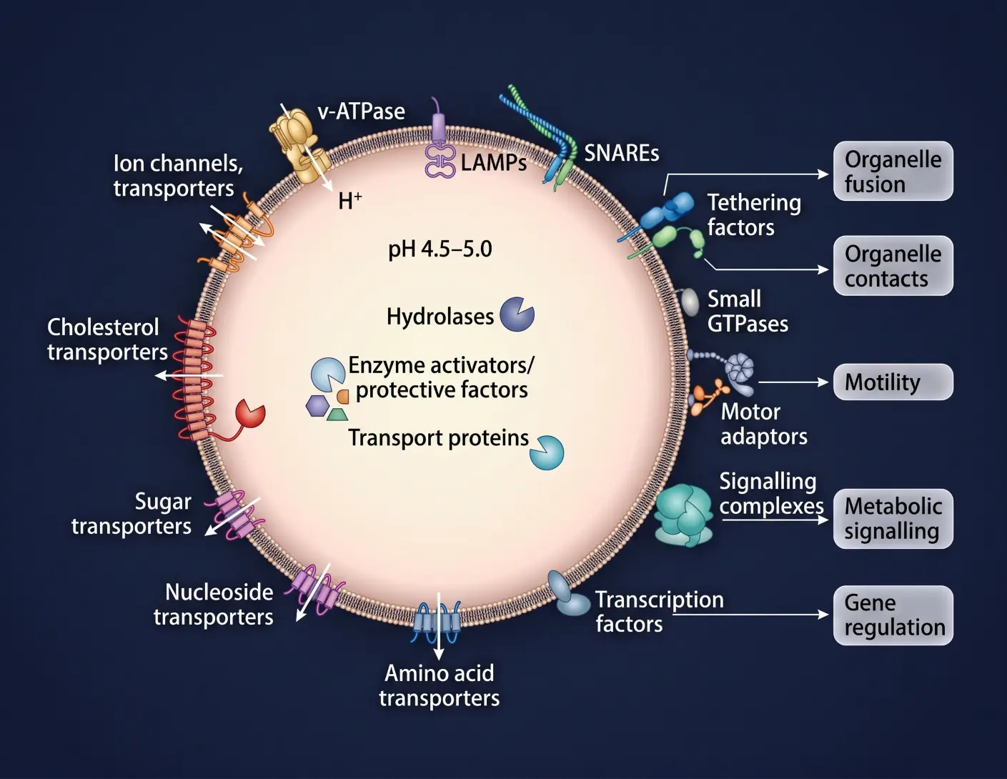 Lysosomes